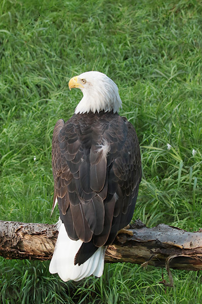 Bold Eagle - Amerikaaanse zeearend